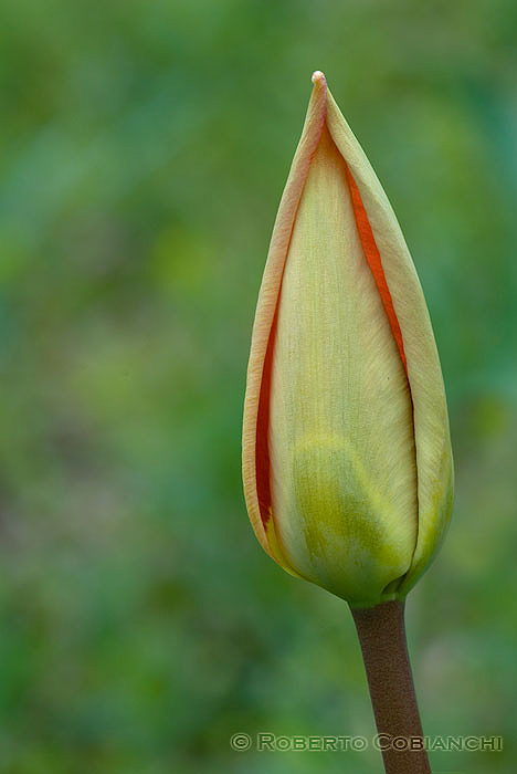 Tulipa sylvestris / Tulipano selvatico dei campi